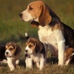 Beagle leírása és a fajta jellemzői, képek és az ár a kölykök