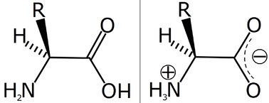 Bipoláris ion - ez