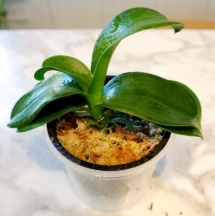 Blog gorozhanki transzplantációs Dendrobium orchideák otthon