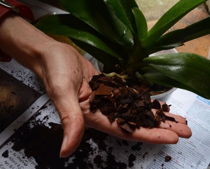 Blog gorozhanki transzplantációs Dendrobium orchideák otthon