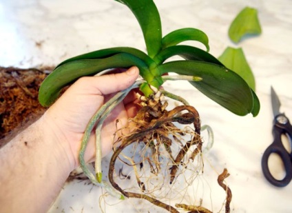 Blog gorozhanki transzplantációs Dendrobium orchideák otthon