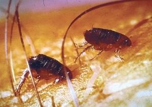 A bolhák - fejlett szárnyas rovarok ciklus - azok elterjedése egy lakásban és a macskák (bolhák) A bolhák - fejlett szárnyas rovarok ciklus - szaporodnak a lakásban, és a macskák