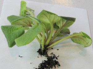 Betegségek ibolya (be kell csomagolni, így) Betegségek ibolya