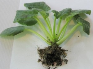 Betegségek ibolya (be kell csomagolni, így) Betegségek ibolya