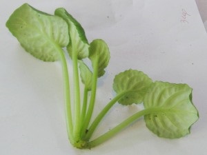 Betegségek ibolya (lila) Betegségek ibolya