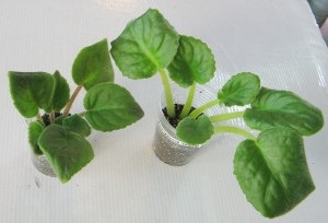 Betegségek ibolya (lila) Betegségek ibolya