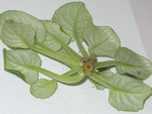 Betegségek ibolya (be kell csomagolni, így) Betegségek ibolya
