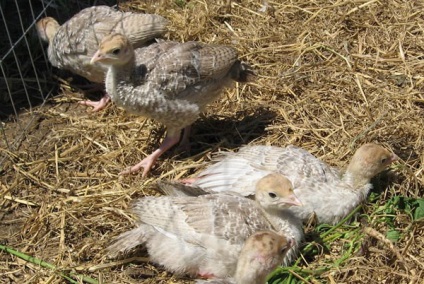 Betegség poults - tünetei és kezelése kokcidiózis alá tartozó csibék talpra, csipegető egymást a vér,