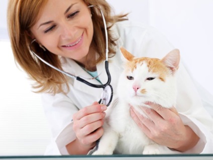 Betegségek macskák - a hivatalos honlapján a Bosch takarmány
