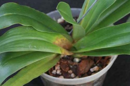 Betegségek orchideák és hogyan megbirkózni velük, a kezelés a Phalaenopsis