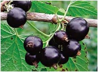 Diseases of fekete ribizli (fekete) Betegségei fekete ribizli