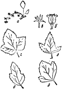 Diseases of fekete ribizli (fekete) Betegségei fekete ribizli