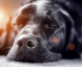 Az emésztőrendszer betegségei traktus (gyomor-bél traktusban) kutyáknál