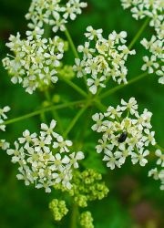 Hemlock - kezelés (kezelés) Hemlock - kezelés
