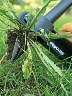 Gyomirtás a gyepen, hogy távolítsa el, és kezeli a herbicidek (eltávolítás) Gyomirtás a gyepen, hogy távolítsa el, majd kezelje herbicidek