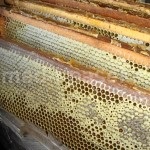 Wild-kaptár méz hasznos tulajdonságai és alkalmazásai