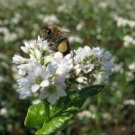 Wild-kaptár méz hasznos tulajdonságai és alkalmazásai