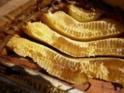 Vad-kaptár méz - hasznos tulajdonságok és ellenjavallatok (hasznos) Wild-kaptár méz - hasznos tulajdonság és ellenjavallatok