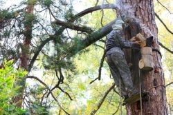Wild-kaptár méz - hasznos tulajdonságok és ellenjavallatok (az elején a nyár végén) Wild-kaptár méz - hasznos tulajdonság és ellenjavallatok