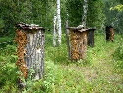 Wild-kaptár méz - hasznos tulajdonságok és ellenjavallatok (az elején a nyár végén) Wild-kaptár méz - hasznos tulajdonság és ellenjavallatok