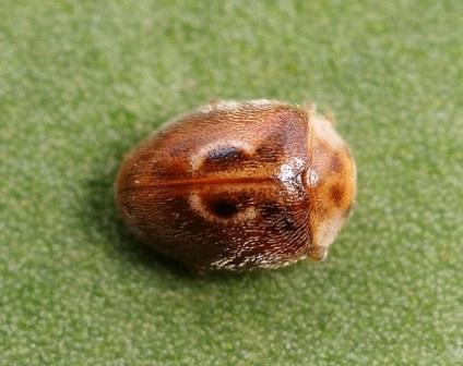 Ladybugs fotó, katicabogarak előnyök leírását élet, zöld blog (tehén) Ladybugs fotó, katicabogarak előnyök leírását élet, zöld blog