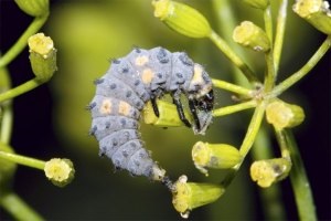 Ladybugs fotó, katicabogarak előnyök leírását élet, zöld blog