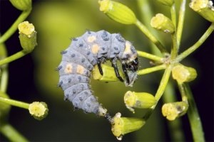 Ladybugs fotó, katicabogarak előnyök leírását élet, zöld blog (katica) Ladybugs fotó, katicabogarak előnyök leírását élet, zöld blog