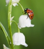 Ladybugs fotó, katicabogarak előnyök leírását élet, zöld blog