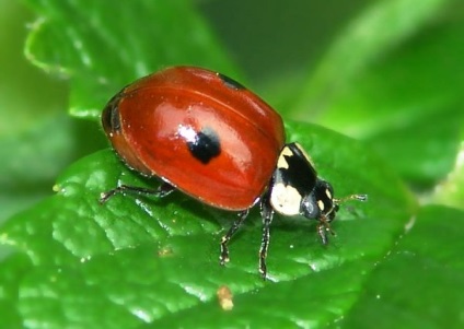 Ladybugs fotó, katicabogarak előnyök leírását élet, zöld blog (katicabogarak) Ladybugs fotó, katicabogarak előnyök leírását élet, zöld blog