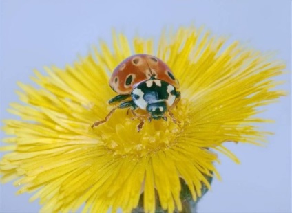 Ladybugs fotó, katicabogarak előnyök leírását élet, zöld blog (Isten) Ladybugs fotó, katicabogarak előnyök leírását élet, zöld blog