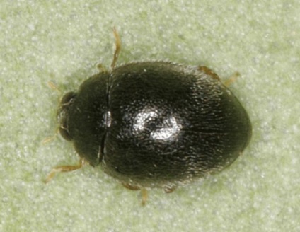 Ladybugs fotó, katicabogarak előnyök leírását élet, zöld blog (katicabogarak) Ladybugs fotó, katicabogarak előnyök leírását élet, zöld blog