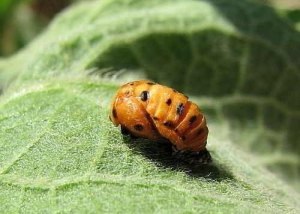 Ladybugs fotó, katicabogarak előnyök leírását élet, zöld blog (katicabogarak) Ladybugs fotó, katicabogarak előnyök leírását élet, zöld blog