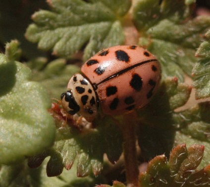 Ladybugs fotó, katicabogarak előnyök leírását élet, zöld blog (katicabogarak) Ladybugs fotó, katicabogarak előnyök leírását élet, zöld blog