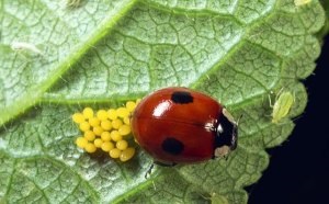 Ladybugs fotó, katicabogarak előnyök leírását élet, zöld blog (tehén) Ladybugs fotó, katicabogarak előnyök leírását élet, zöld blog