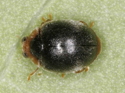 Ladybugs fotó, katicabogarak előnyök leírását élet, zöld blog (tehén) Ladybugs fotó, katicabogarak előnyök leírását élet, zöld blog