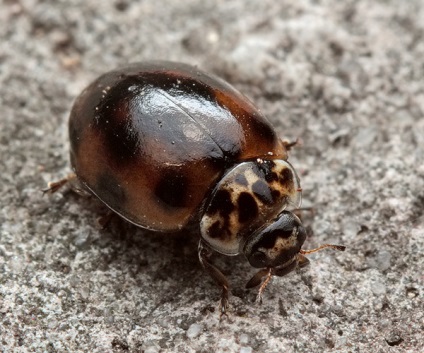Ladybugs fotó, katicabogarak előnyök leírását élet, zöld blog (katicabogarak) Ladybugs fotó, katicabogarak előnyök leírását élet, zöld blog