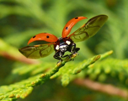 Ladybugs fotó, katicabogarak előnyök leírását élet, zöld blog (Isten) Ladybugs fotó, katicabogarak előnyök leírását élet, zöld blog