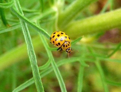 Ladybugs fotó, katicabogarak előnyök leírását élet, zöld blog (katica) Ladybugs fotó, katicabogarak előnyök leírását élet, zöld blog