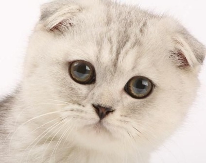 Brit állatorvosok hív, hogy megtiltja a tenyésztési Fold macskák - farkú kerékpárok