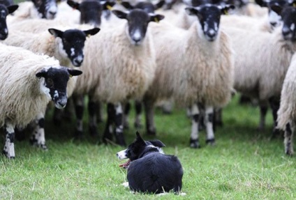 Gid juhok kezelésére és megelőzésére betegségek