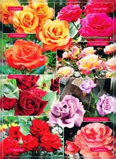 A hibrid tea rózsák fotó és gondozás - a legjobb tanácsot a szakember, a helyszínen a kertben, ház és a szoba