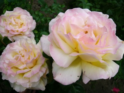 Hybrid Tea Roses legjobb fajta, ellátás és termesztése