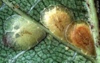 Gadfly parazita az emberi személy, dermatobiaz, megelőzés
