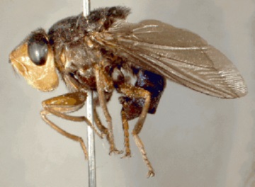 Gadfly parazita