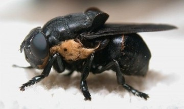 a gadfly parazita