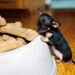 Mit és hogyan kell etetni a Chihuahua (Chihuahua megenni) A takarmány és a chihuahua