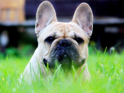 Mi a takarmány egy francia bulldog hajtások élet