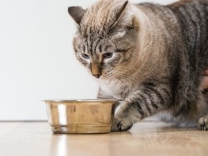 Mi a takarmány a macska sterilizált tanácsot a választott takarmány, amely lehet, és mit nem
