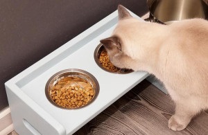 Mi a takarmány a macska sterilizált tanácsot a választott takarmány, amely lehet, és mit nem