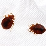 A kezelt falatok bogarak (poloskák) Mint kezelni a harapás a poloska